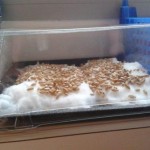 grains de blé sur coton humide et sous mini-serre